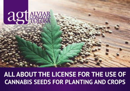 Marihuana Leaf With Cannabis Seeds Behind
