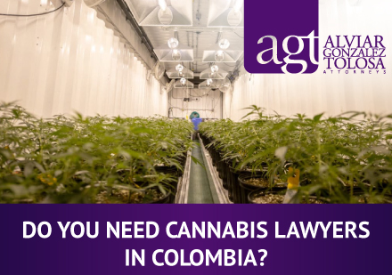 Cannabis Crops in Colombia