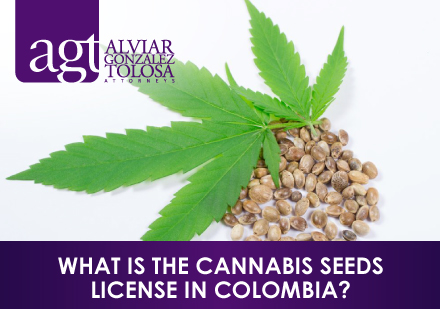 Cannabis Leaf With Seed